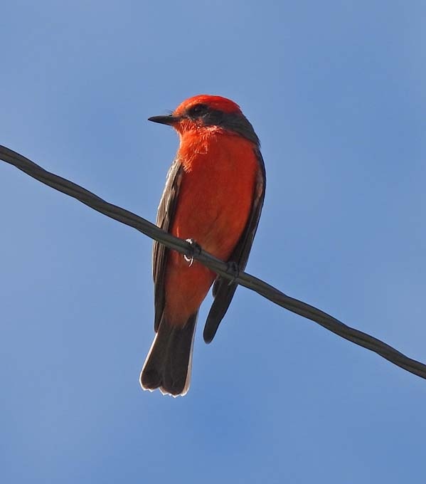 Vermillion Flycatcher - photo taken at the park by one of our regular birders Connie Shaw. 