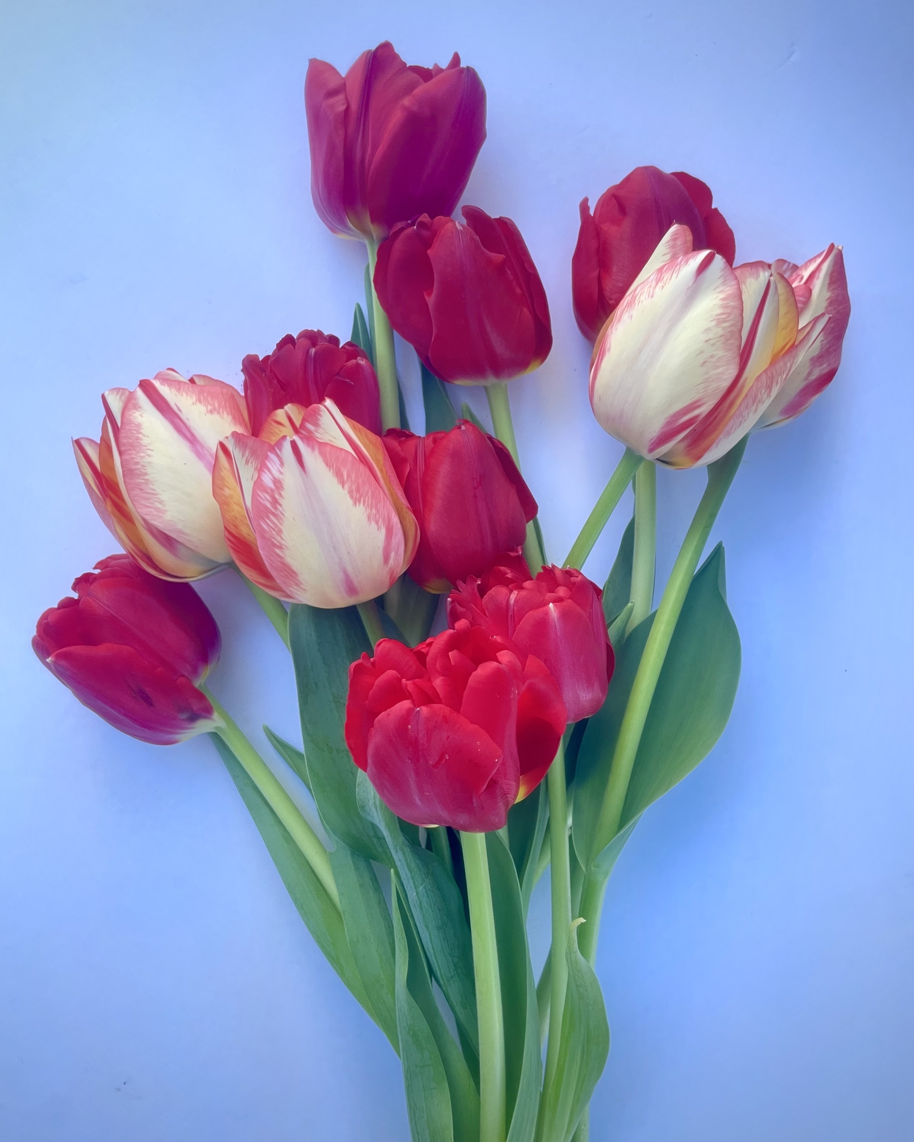 12 Tulip Bouquet